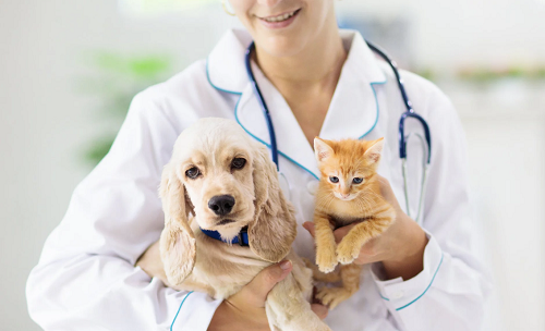 Aslan Veteriner Kliniği, evcil hayvanlarınız için uzman veterinerlik hizmetleri sunar. Tedavi, bakım, aşı, cerrahi ve acil müdahalede güvenilir adresiniz. Sağlıklı ve mutlu dostlar için bize ulaşın